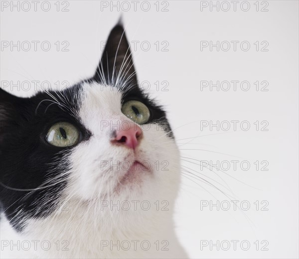 Studio shot of black and white cat. Photo : Daniel Grill