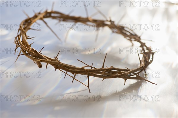 Studio shot of crown of thorns.