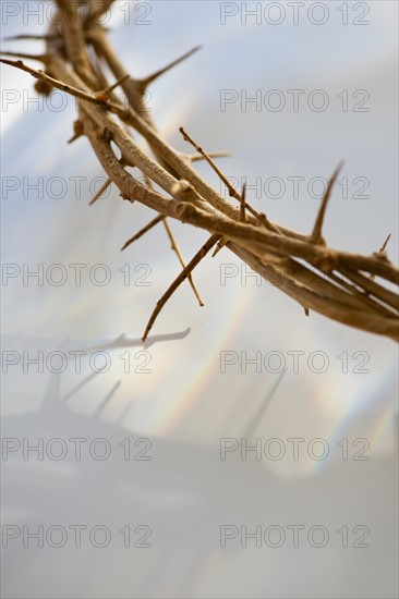 Studio shot of crown of thorns, close-up.