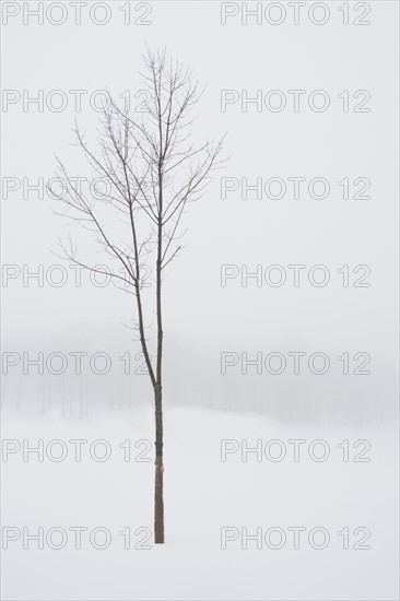 USA, New Jersey, Lonely tree in winter scenery. Photo : Chris Hackett