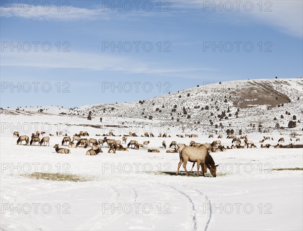 USA, Utah, Logan, Herd of wild horses. Photo : Mike Kemp