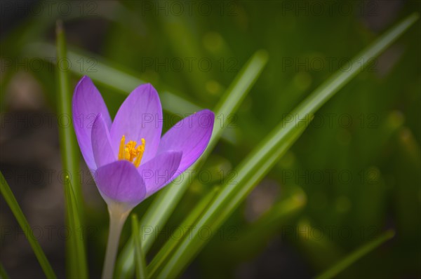 Oregon, Close-up of purple Crocus growing on field. Photo : Gary Weathers