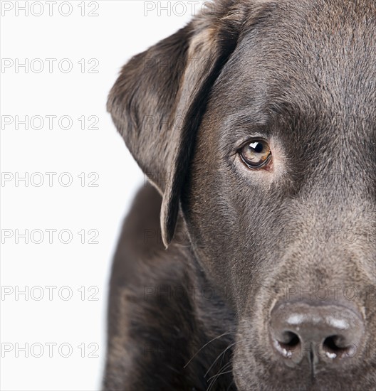 Studio portrait of dog. Photo: Justin Paget
