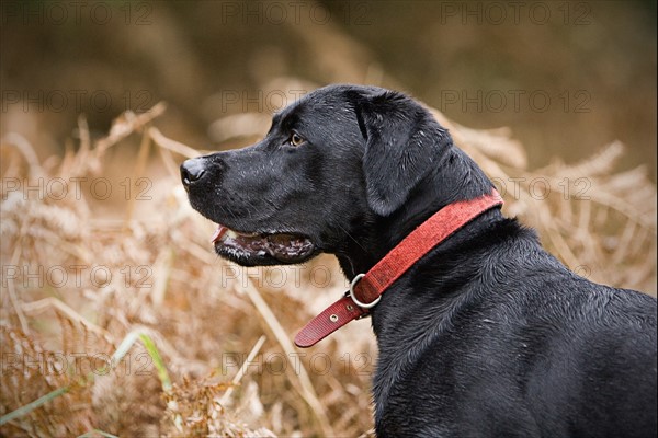 Black labrador in field. Photo : Justin Paget