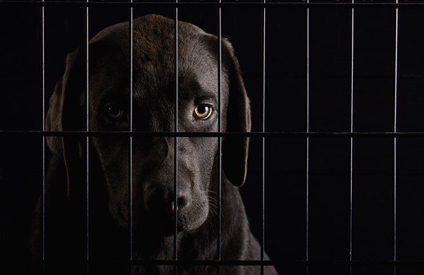 Chocolate Labrador Puppy in his Crate