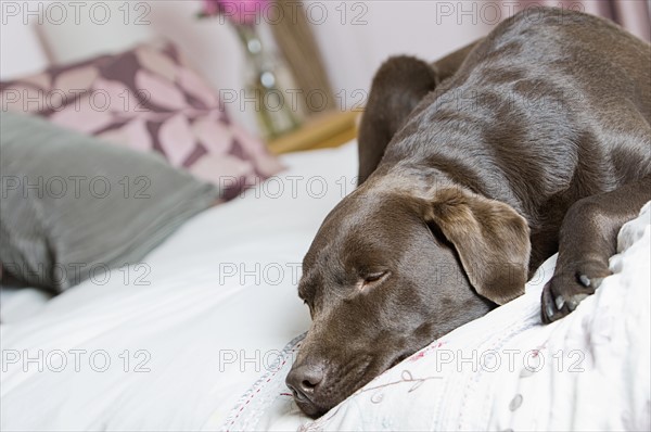 Chocolate labrador sleeping on bed. Photo : Justin Paget