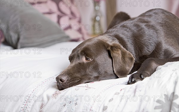 Chocolate labrador lying on bed. Photo : Justin Paget