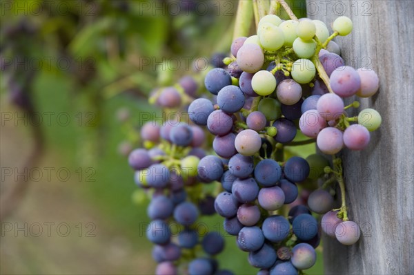 USA, Vermont, Woodstock, Bunch of unripe grapes. Photo : Antonio M. Rosario
