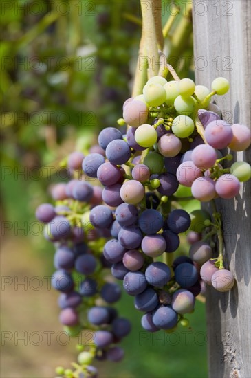 USA, Vermont, Woodstock, Bunch of unripe grapes. Photo : Antonio M. Rosario