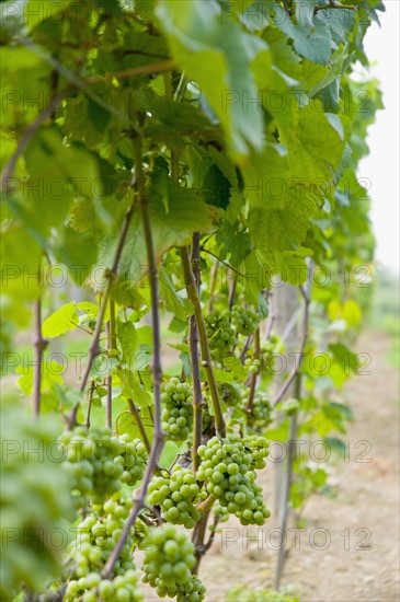 USA, Vermont, Woodstock, Grapes growing in vineyard. Photo: Antonio M. Rosario