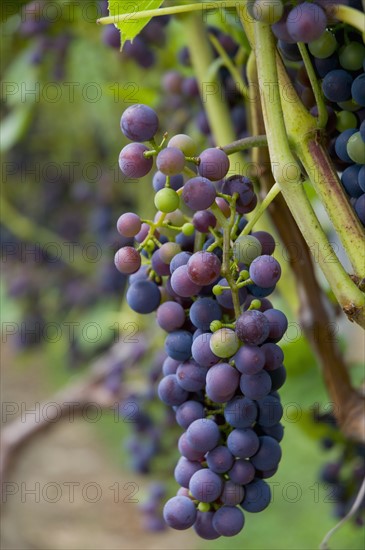 USA, Vermont, Woodstock, Bunch of unripe grapes. Photo : Antonio M. Rosario