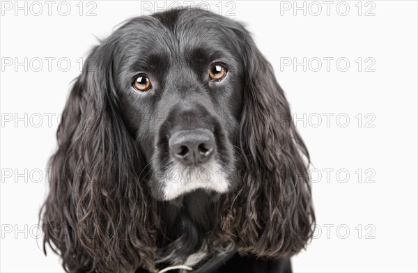 Studio portrait of cocker spaniel. Photo : Justin Paget