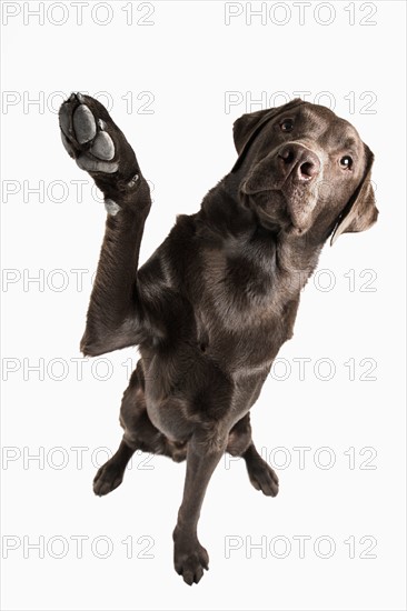 Studio portrait of Chocolate Labrador. Photo: Justin Paget