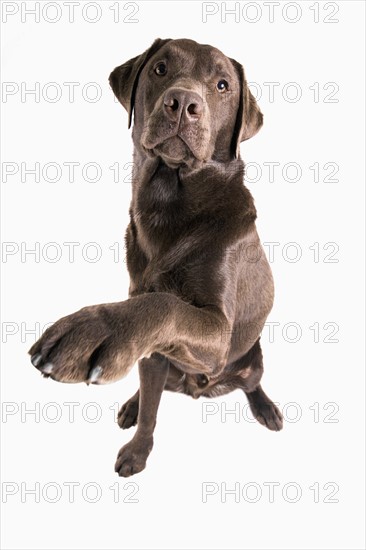 Labrador Retriever Giving a High Five