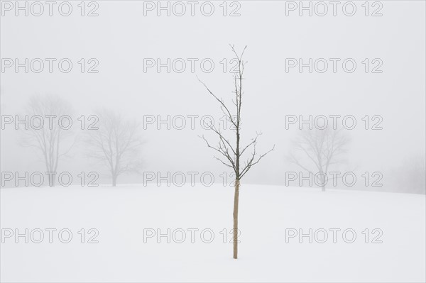 USA, New Jersey, Lonely tree in winter scenery. Photo: Chris Hackett