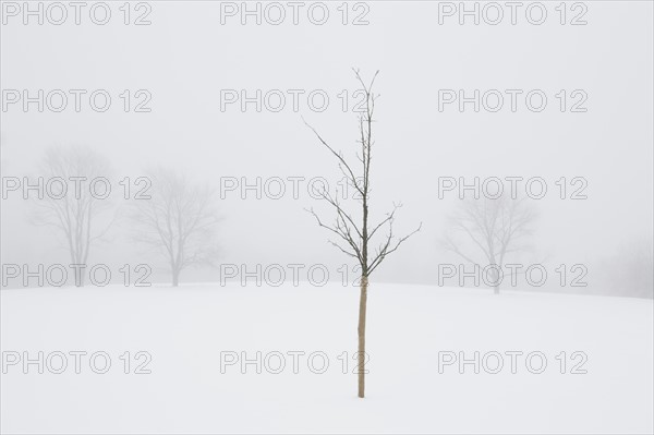 USA, New Jersey, Lonely tree in winter scenery. Photo : Chris Hackett