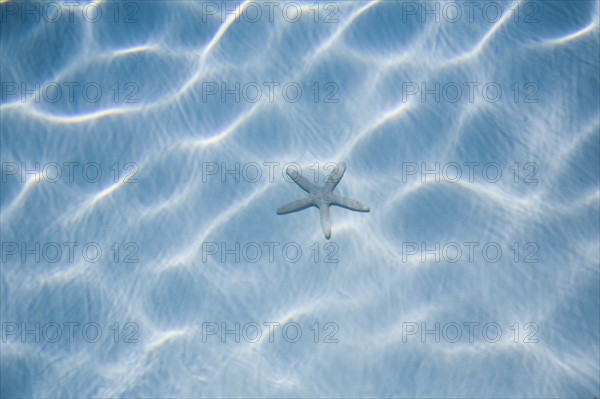 Rippled blue water with starfish. Photo : Kristin Lee
