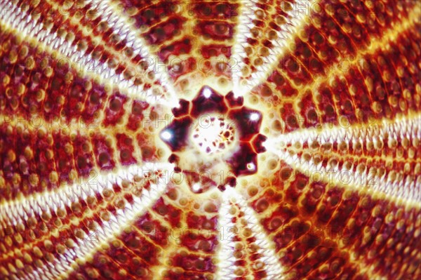 Close up of red seashell.