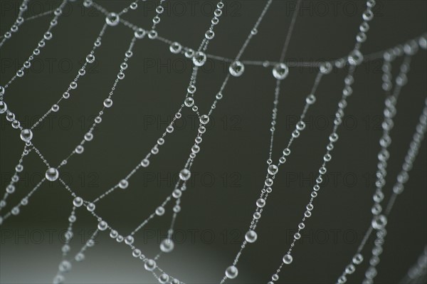 Extreme close-up of spider web with dew. Photo: Kristin Lee