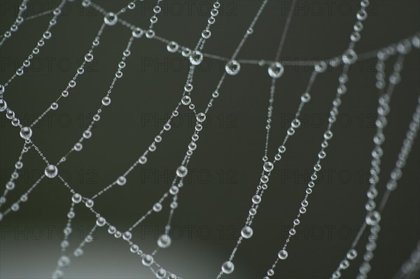 Extreme close-up of spider web with dew. Photo : Kristin Lee