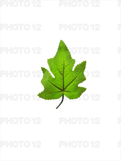 Green leaf on white background. Photo : David Arky