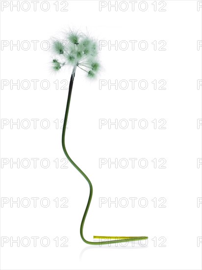 Dandelion stem on white background. Photo : David Arky