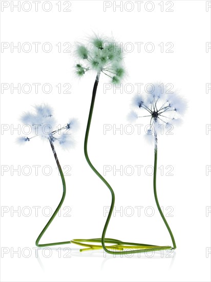 Three Dandelion stems on white background. Photo: David Arky