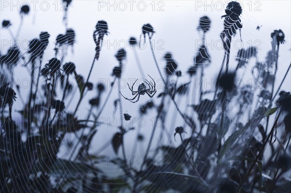 USA, North Carolina, Spider sitting in spider web. Photo : Kristin Lee