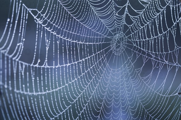 Extreme close-up of spider web with dew. Photo : Kristin Lee