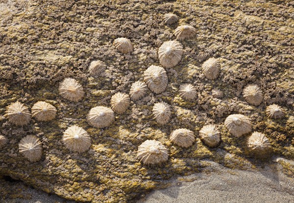 Limpets on rock, Finistere, Brittany, France. Photo: Jon Boyes