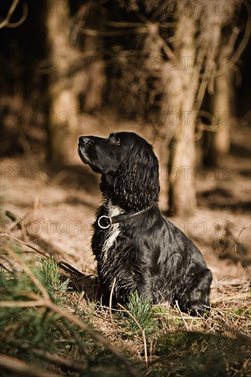 Proud English Cocker Spaniel in the Countryside