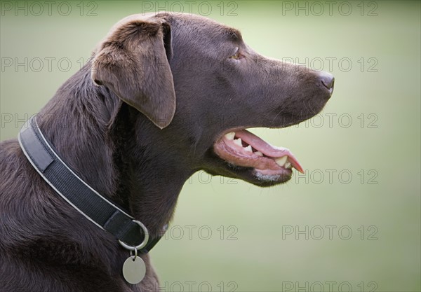 Profile of chocolate labrador. Photo : Justin Paget