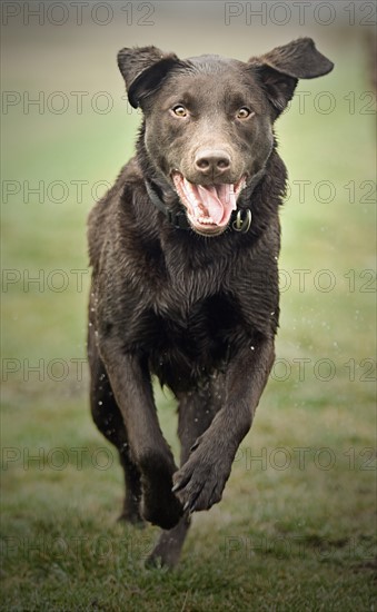 Wet Dog Running Towards Camera