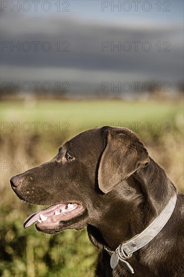 Profile of chocolate labrador. Photo: Justin Paget