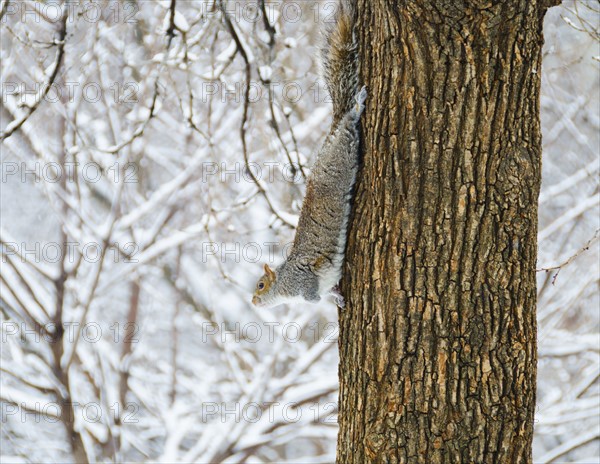 USA, New York, New York City, squirrel walking down tree trunk.