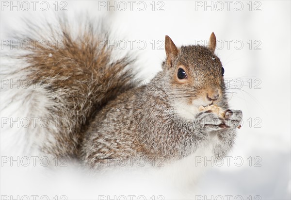 USA, New York, New York City, close up of squirrel sitting in snow.