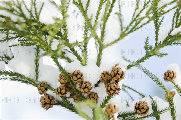 USA, New York, New York City, close up of pine tree branch covered with snow.