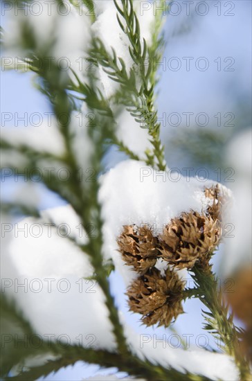 USA, New York, New York City, close up of pine tree branch covered with snow.