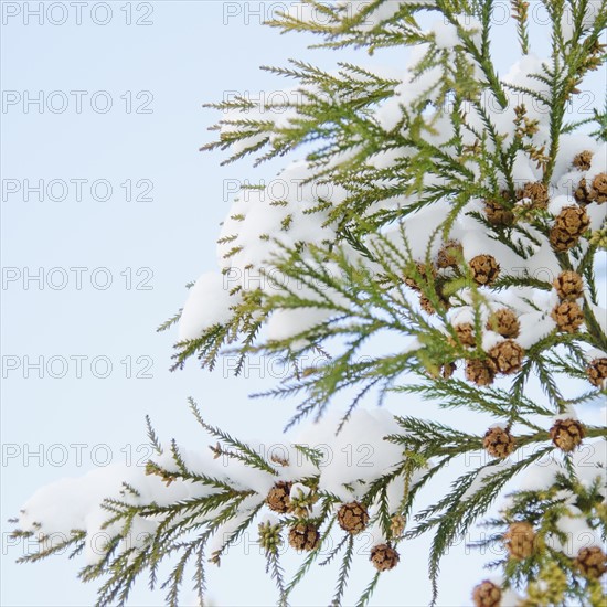 USA, New York, New York City, close up of pine tree branch covered with snow.