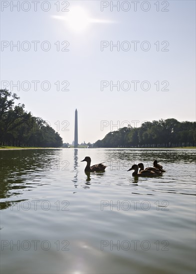 USA, Washington DC, ducks on Reflecting Pool. Photo : Chris Grill