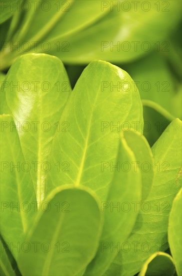 Mexico, Playa Del Carmen, green leaves. Photo : Tetra Images