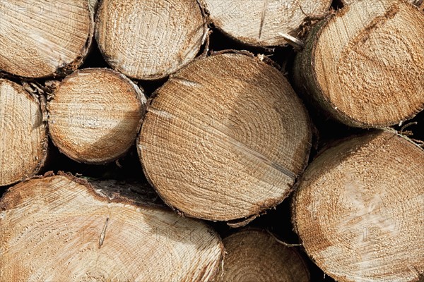 Close up-view of firewood stack. Photo: Jon Boyes