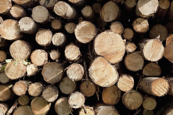 Close up-view of firewood stack. Photo : Jon Boyes