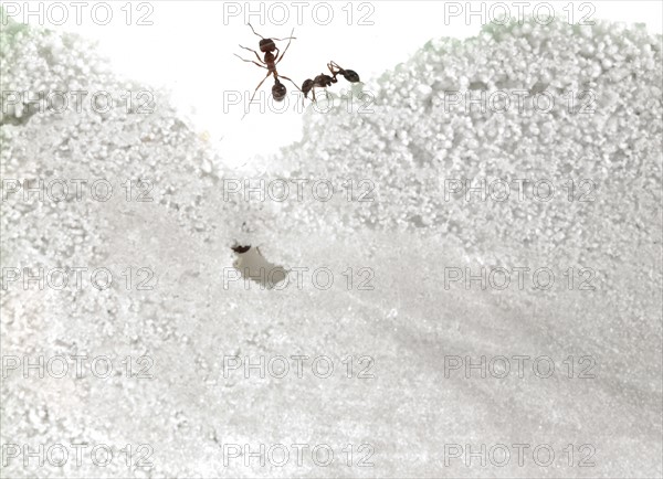 Close up of ants in sand. Photo : David Arky