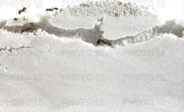 Close up of ants in sand. Photo : David Arky