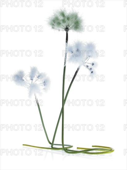 Three Dandelion stems on white background. Photo : David Arky