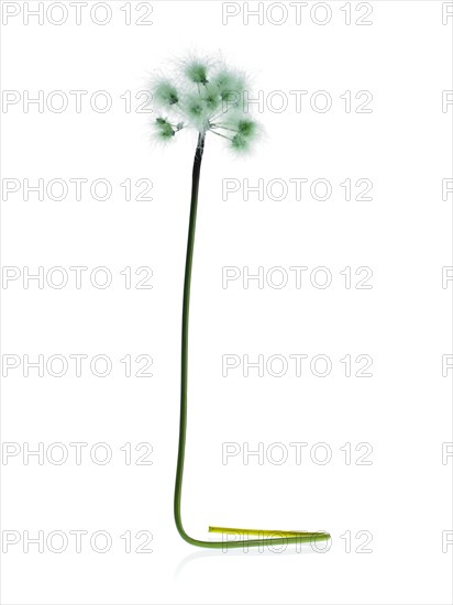 Dandelion stem on white background. Photo : David Arky