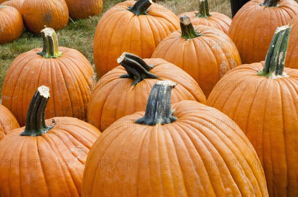 Pumpkins on field. Photo: Antonio M. Rosario