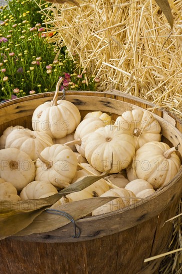 Harvested pattypan squash on field. Photo: Antonio M. Rosario