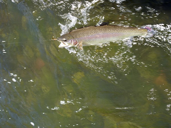 USA, Colorado, Strout struggling with fishing rod. Photo : John Kelly